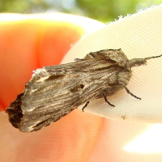 8017 White-streaked Prominent Thunder Lake Mich 6-23-12