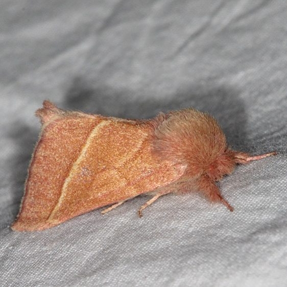 8023 Hyparpax venus Devil's Canyon Campground National Forest Utah 6-7-17 (129)_opt