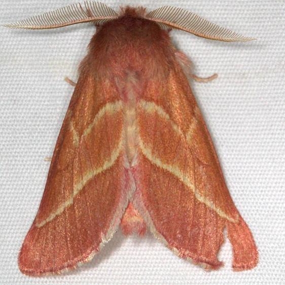 8023 Hyparpax venus Mesa Verde Natl Pk Colorado 6-10-17 (72)_opt