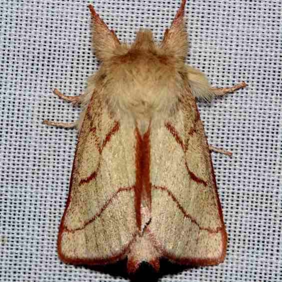 8026 Hyparpax perophoroides Ochlockonee River St Pk Fl 3-28-13