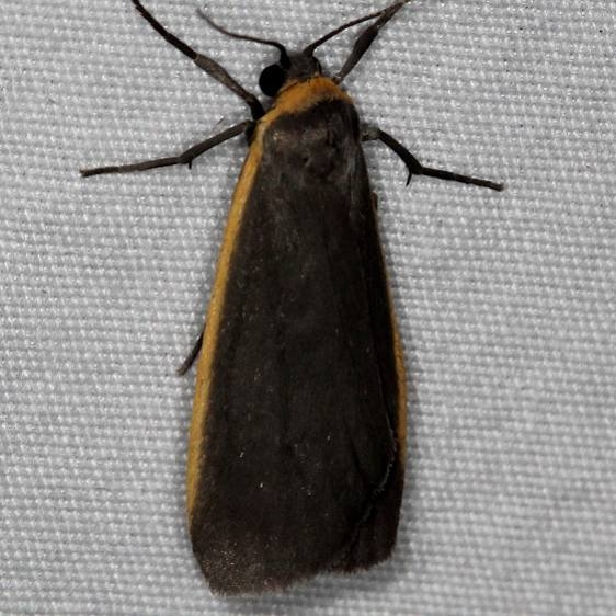 8043 Bocolored Moth Ash Rapids Lodge Lake of the Woods Ont 7-23-17 (26)_opt