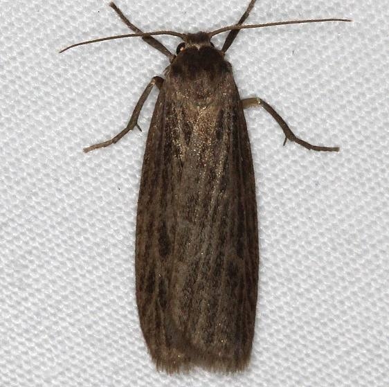 8045 Dark Gray Lichen Moth yard 8-2-16 (5a)_opt