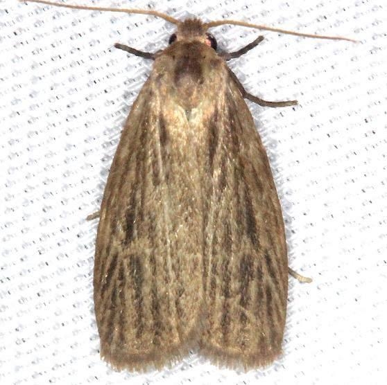 8045.1 Pale Lichen Moth Battelle Darby Pk Ancient Trail Oh 7-25-13