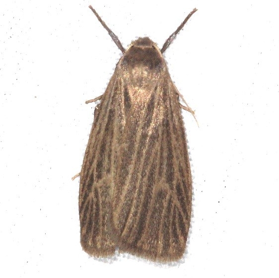 8045.1 Pale Lichen Moth yard 8-16-15 (7)_opt