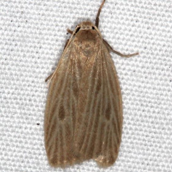 8046 Uniform Lichen Moth Favre Dykes State Park Fl 2-18-17_opt