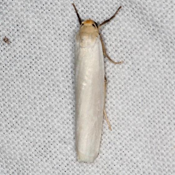 8053.1-Crambidia-xanthocorpa-Copperhead-firetower-Shawnee-St-Pk-8-6-16-87a_opt