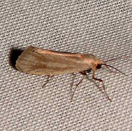 8060 Straited Lichen Moth Gold Head Branch St Pk 2-14-12