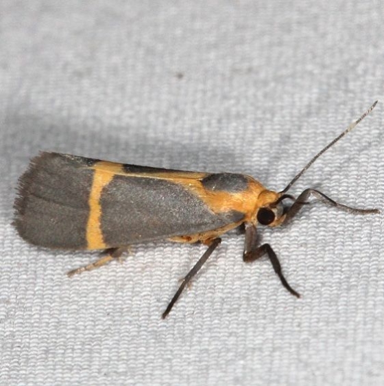 8066 Thin-banded Lichen Moth Campsite 119 Falcon St Pk Texas 10-24-16_opt