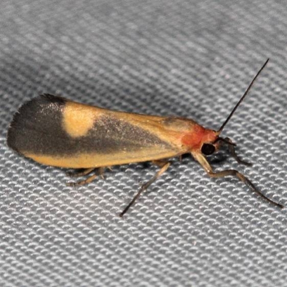 8067 Lead-colored Lichen Moth Wolf's Den Shawnee St Pk 8-7-16 (82a)_opt