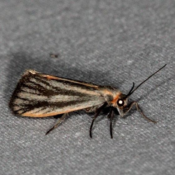 8068 Striated Lichen Moth Little Manetee River St Pk Fl 3-8-15