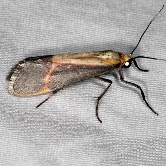 8069 Cisthene perrosea White House campground Grand Staircase Escalnte Utah 5-25-17 (31)_opt