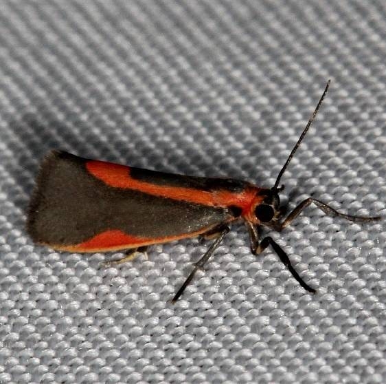8071 Subject Lichen Moth Big Lagoon St Pk Fl 11-10-13