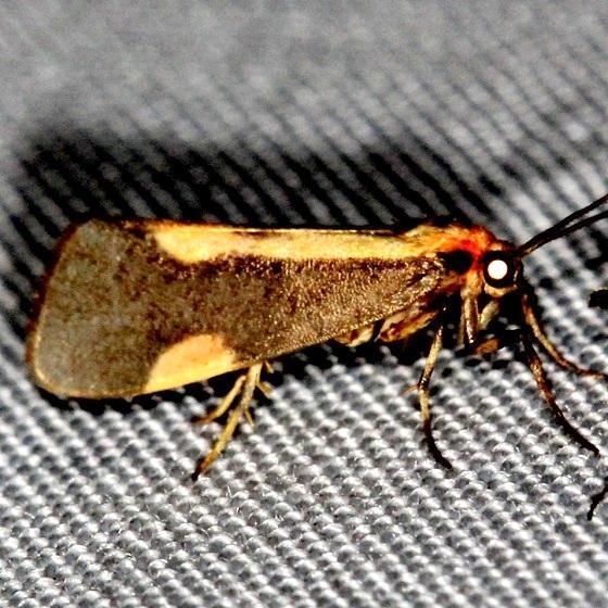 8072 Pachard's Lichen Moth Shawnee St Pk Oh 6-14-13