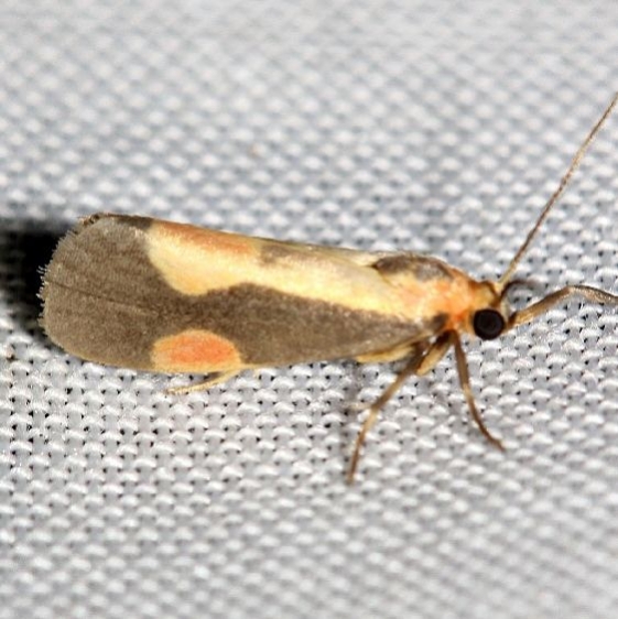 8072 Packard's Lichen Moth yard 8-20-12_opt