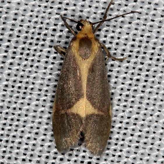 8074 Cisthene barnesii NABA Gardens Mission, Texas 11-4-13 (26)_opt