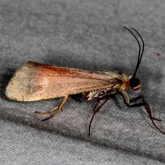 8083 Lycomorpha grotei-worn-White-House-campground-Grand-Escalante-utah-5-26-17