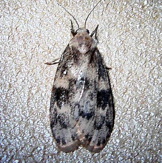 8094 Bruceia pulverina Ventana Canyon Resort Tucson Az 9-10-12