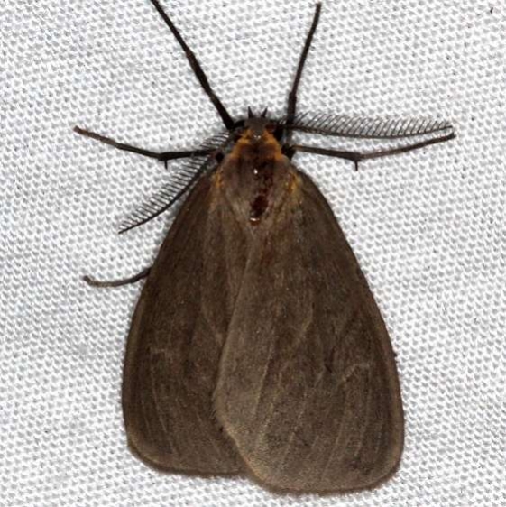 8099 Mouse-colored Lichen Moth Favre Dykes State Park Fl 2-18-17_opt