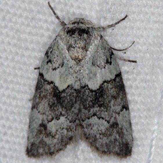 8103.97 Afrida sp Mahogany Hammock Everglades 3-1-15