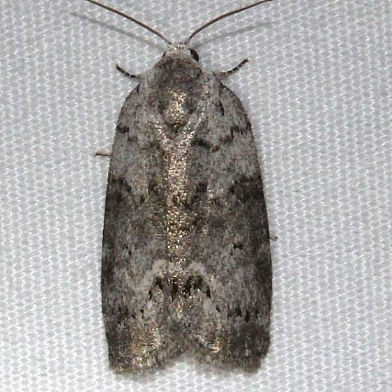 8104 Cadbury's Lichen Moth Ocean Pond Osceolo Natl Frst 3-25-15