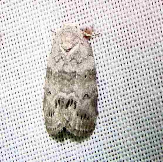 8104 Cadbury's Lichen Moth Payne's Prairie St Pk 3-23-12