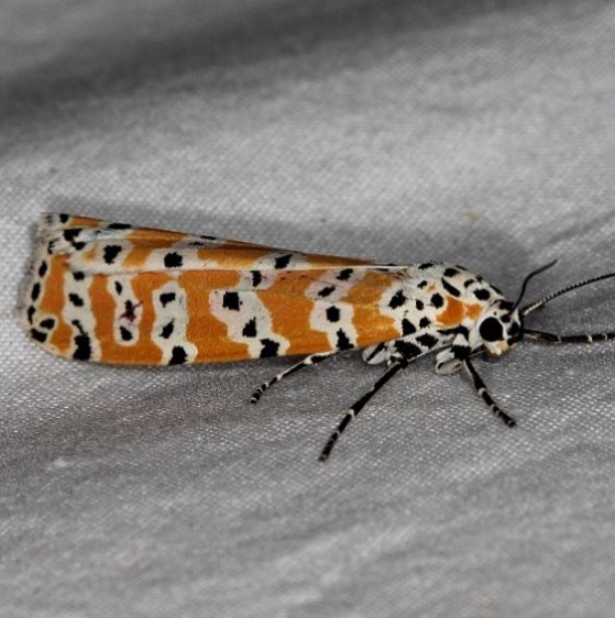 8105 Ornate Bella Moth Jonathon Dickensoen St Pk Fl 3-6-17_opt