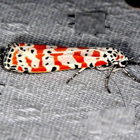 8105 Ornate Bella Moth Long Pine Key Everglades 2-24-14