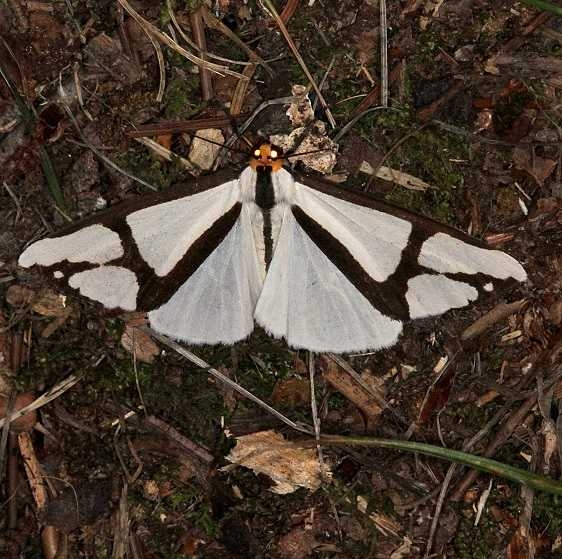 8110 Nieghbor Moth Burr Oak St Pk at cabins Oh 6-27-14