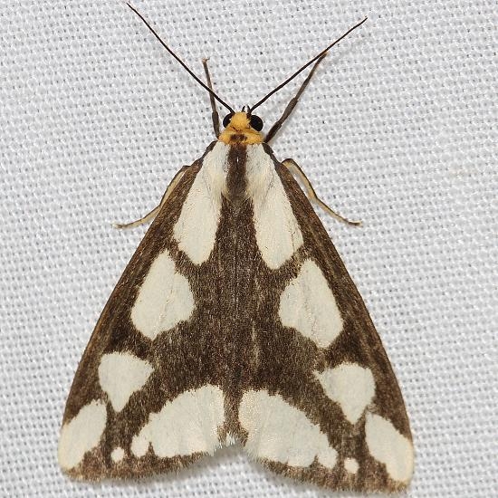 8111 Leconte's Hapola Moth Thunder Lake Mich 6-23-12