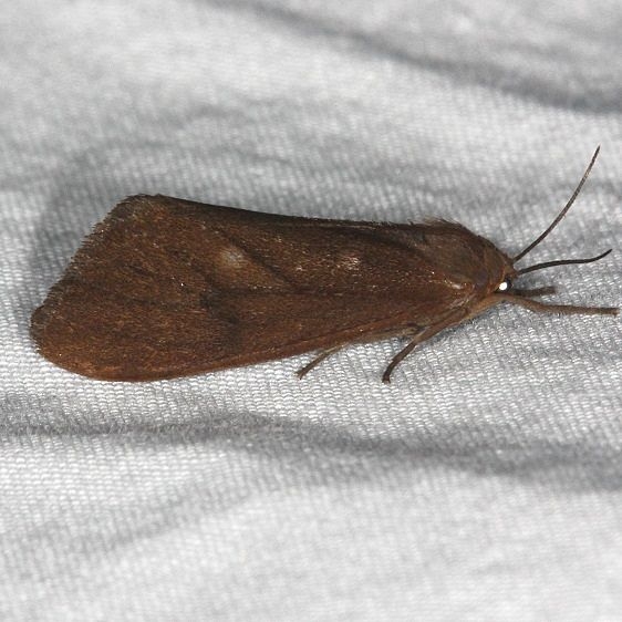 8118 Tawny Holomelina Moth Burr Oak St Pk at cabins Oh 6-27-14