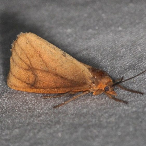 8118 Tawny Holomelina Moth yard 6-1-18_opt