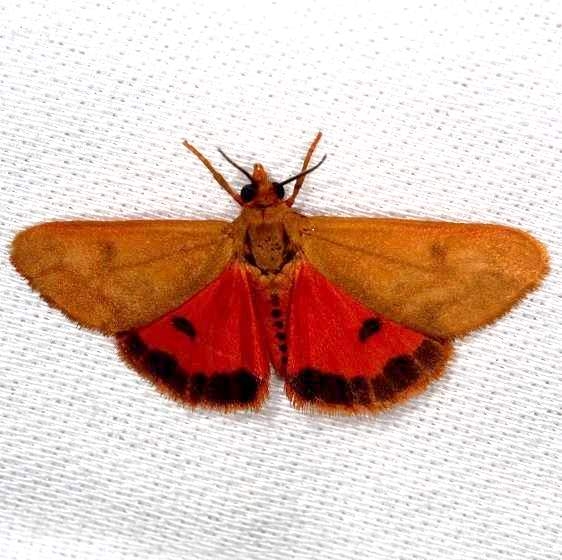 8121 Orange Holomelena Moth NABA Gardens Mission Texas 11-4-13