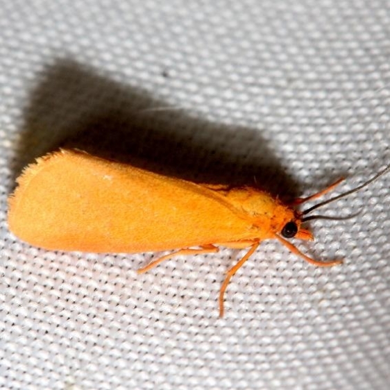 8121 Orange Holomelina Lake Kissimmee St Pk Fl 2-28-13