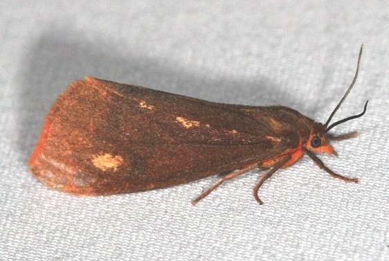 8121 Orange Holomelina Moth River Junction Withlacoochee State Forest Fl 2-24-17_opt