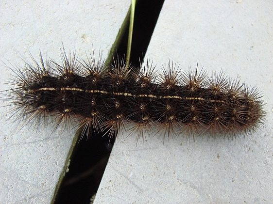 8121 Orange Virbia Caterpillar Moth Seibenthaler Fen Oh 6-4-10