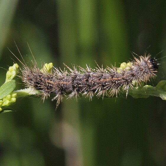 8121 Orange Virbia on Goldenrod Rocky Fork Metro Pk Col Oh 8-31-20