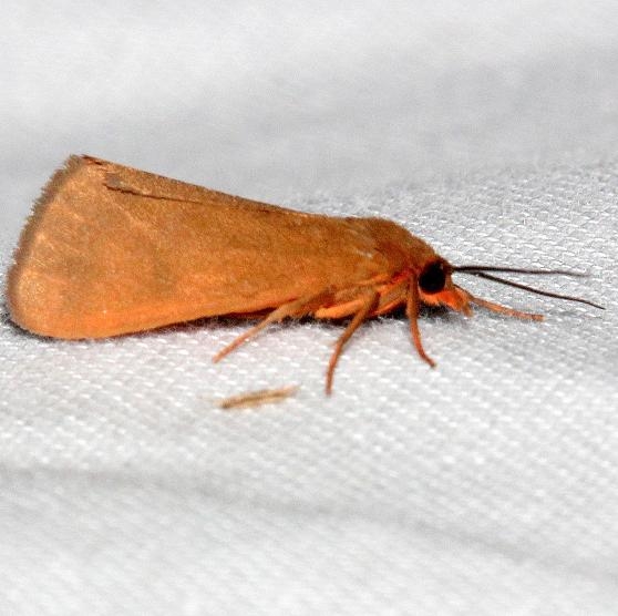 8122 Ruddy Holomelina Moth Mahogany Hammock Everglades Natl Pk 3-10-13