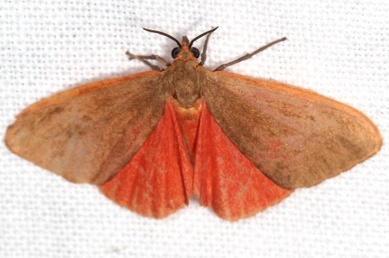 8122 Virbia rubicundaria BG Cypress Glenn Silver Lk Fl 3-21-23