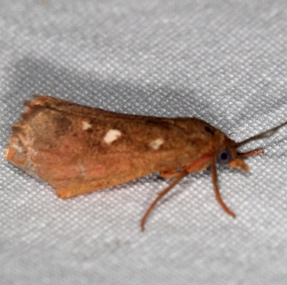 8123 Rusty Holomelina NABA Gardens Texas 11-1-16_opt