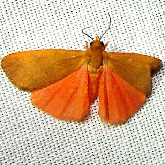 8124 Virbia immaculata Gold Head Branch St Pk Fl 2-16-12