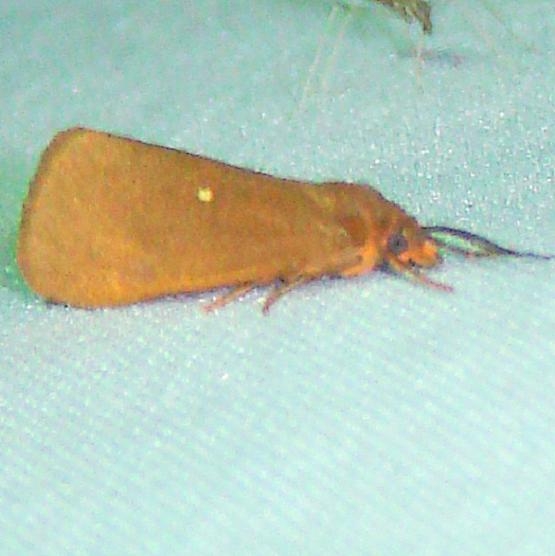 8125 Virbia fragilis Gold Head Branch St Pk Fl 2-15-12
