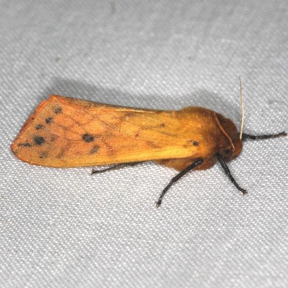 8129 Isabella Tiger Moth yard 8-9-13