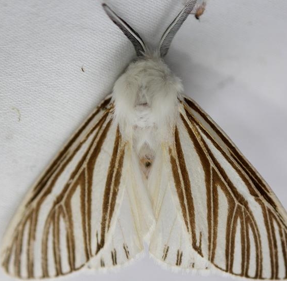 8130 Echo Moth Everglades Natl Pk Nike Missle Rd 3-7-13
