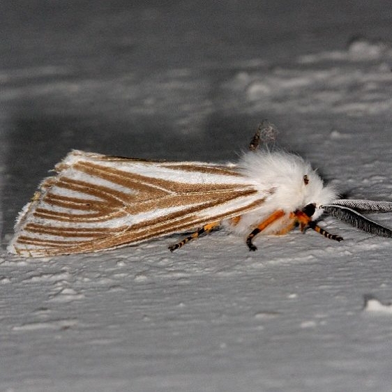 8130 Echo Moth Oscar Scherer St Pk Fl 3-12-15
