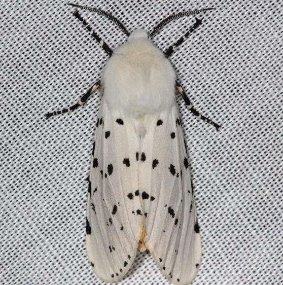 8131 Salt Marsh Moth yard 5-5-13