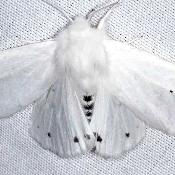 8137-Virgin-Tiger-Moth-Paynes-Prairie-St-Pk-Fl-3-24-25