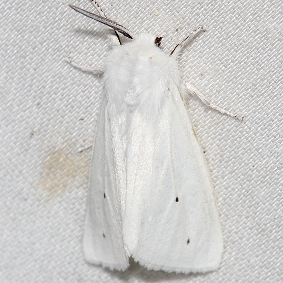 8137 Virginia Tiger Moth Schivley Fen Logan Co Oh 6-12-12