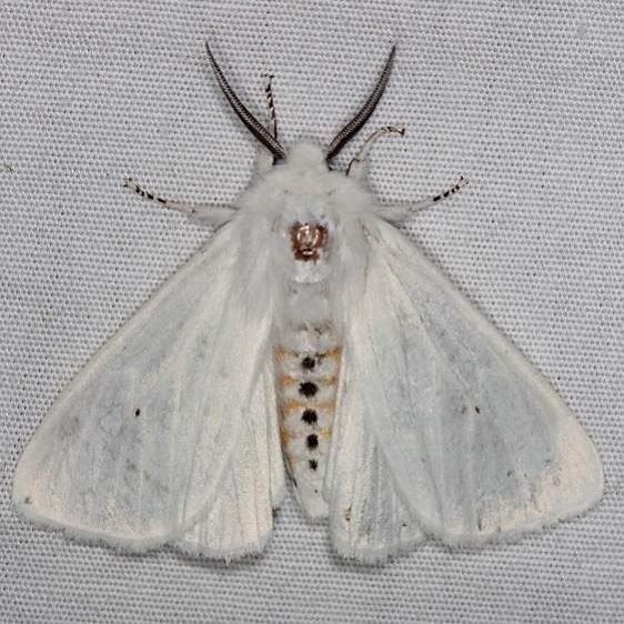 8137 Virginian Tiger Moth yard 5-22-14