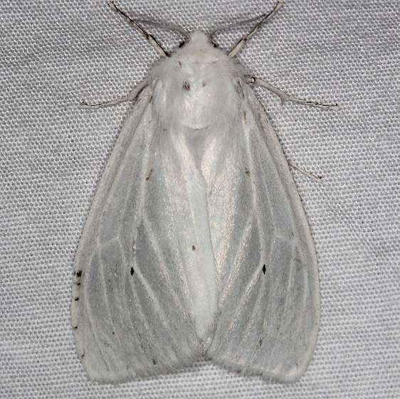 8140 Fall Webworm Moth Burr Oak St Pk at cabins Oh 6-27-14