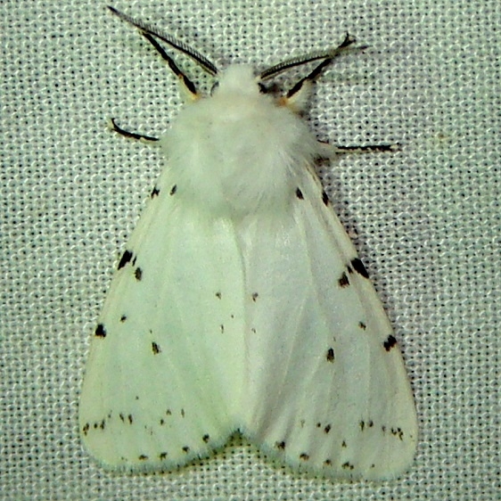 8140 Fall Webworm Moth High Falls State Park Georgia 4-2-11
